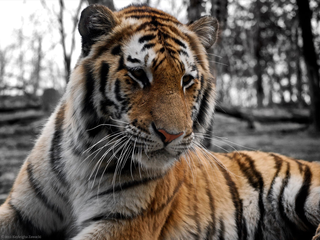 A photograph of a tiger by Kayleigha Zawacki. The camera is close to the tiger's face. She is lying down in front of a stand of trees. The trees are black and white, but the tiger is orange with a white belly. 